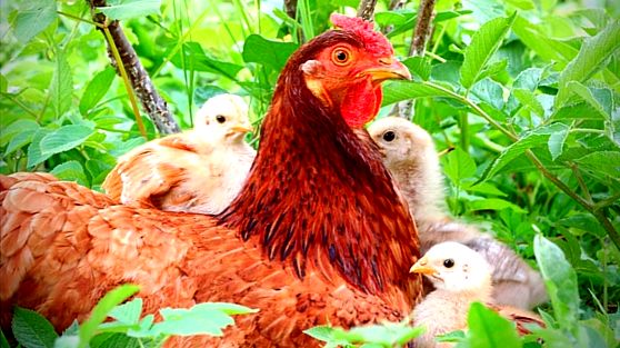 Raising chickens: 6 solutions to common questions bugs and