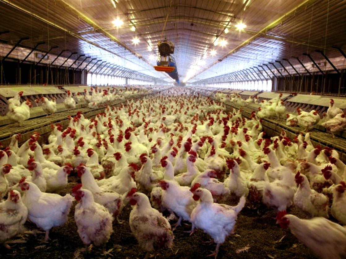 National Chicken Council Urges Withdrawal of GIPSA Interim Final Rule on Competitive Injury