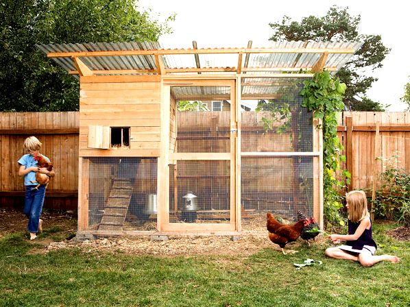 How to pick the best coop for chicken housing - dummies quarters to avoid feather breakage