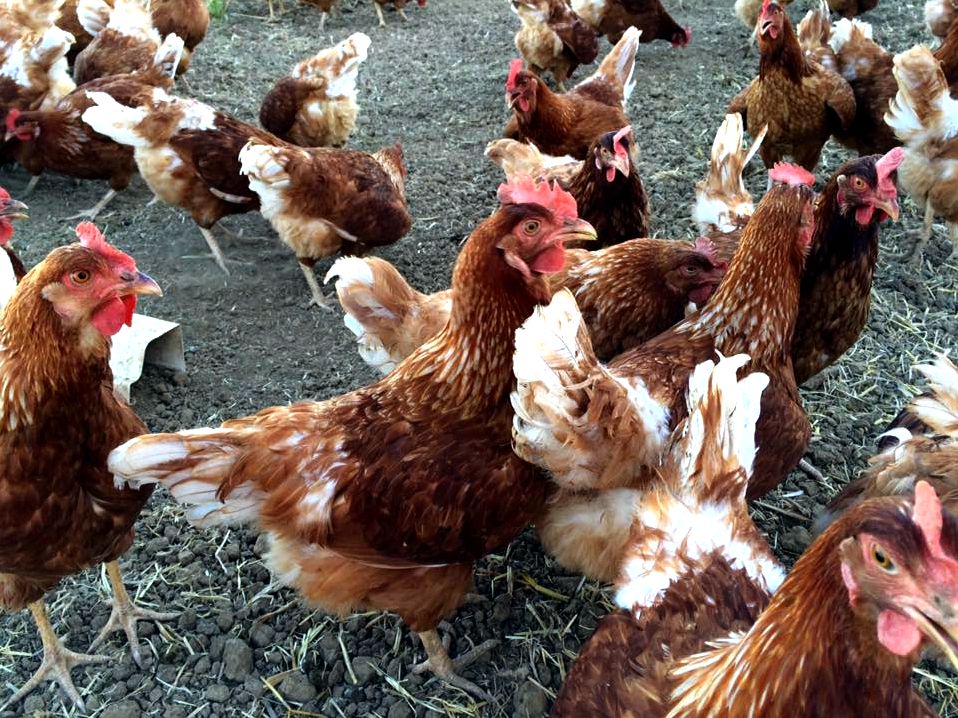 Our hens — say hay farms using the greater diversity