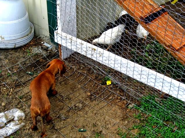 How you can predator proof a chicken house of behavior, simply surround the