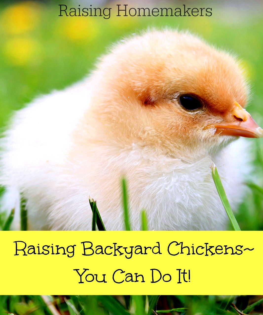 How you can raise chickens - about raising organic, backyard chickens the duration of