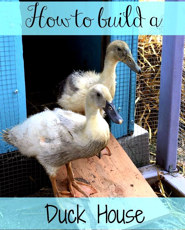 Want to build a great house for your new ducks? It doesn' /></p>

<p>Ducks are pretty easy creatures to increase your farm.  They do not need much when it comes to shelter – only a secure, rut to retreat to.  It could be a sectioned off corner of the barn or even house them inside your chicken house if you wish to.  I gave my ducks their very own house a couple of reasons.  First, my chicken house has already been pretty filled with chickens.  Second, ducks don’t roost at any height when sleeping, they simply bed lower on the floor.  I don’t want the ducks nesting underneath the chicken roosts and becoming pooped on through the night.  But third and many vital that you me, is the fact that ducks are simply really wet.  Chickens hate being wet and during the cold months that moisture can leave them prone to frost bite.  When ducks come in the home, they're frequently wet as well as their poop is wetter than chickens.  Like chickens, they expel lots of moisture once they breath.  So I made the decision it had been perfect for the chickens and ducks to simply have separate homes, however they could be discussing a run.  We sectioned off area of the chicken run in which the ducks can splash making a big ducky mess and also the chickens can remain dry and happy.</p>

<h2>Exactly what do ducks need inside a house?</h2>

<p>Ducks do not need anything fancy.  They don’t have a tendency to like or use nesting boxes plus they just sleep on the ground.  Their house can simply be considered a wooden box or old dog house that's a minimum of 3 ft high, with 4 square ft of space on the floor for every duck you intend to possess.  In accessory for the interior area, ducks will require no less than 10 square ft of secure outdoors space per duck (however i think 20 square ft per duck is a lot more realistic).  Ducks are large and somewhat awkward on land would you like to possess a decent size door – about 14 inches wide and 12-14 inches tall.  The house should be either on the floor or have a low ramp.  You should add traction strips or perhaps a pad on the ramp to assist wet, webbed ft navigate.  Fill the home with lots of straw to allow them to snuggle lower into as well as for creating a nest from.  The most significant factor the duck house needs is ventilation.  All that moisture must escape somewhere so make sure to add lots of ventilation towards the top of the home.</p>

<h2>The way we made our duck house</h2>

<p>There exists a pretty big scrap wood pile out by our shed therefore we made the decision to save cash and make our duck house entirely from scrap wood.  Is it the most amazing duck house ever?  No, however it was nearly free also it keeps our ducks warm & safe therefore it works best for me!  We only intend on raising two ducks.  Famous last words right? We're making our home 2 ft x 4 ft contributing to 4 ft high.  We began by eliminating the floor and then your framework for that walls.  We didn’t have big sheets of plywood within our scrap pile, therefore we needed to patch together smaller sized pieces to pay for the walls.  We laid everything out on the floor before screwing it altogether. <strong>EDITED: I had been right, we wound up adding onto our duck flock after just a couple of several weeks!  Word towards the wise, always go bigger!  The original house & run are while through an expansion together with a pool lanai – the items I actually do in my creatures lol.  </strong></p>

<p><img style=