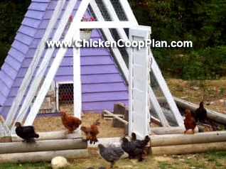 a frame chicken coop