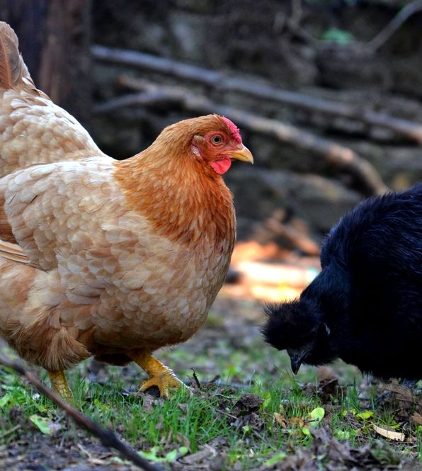 Introducing new chickens to your existing flock can be stressful on both you and the birds. We