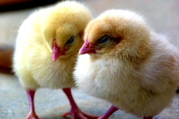 Pixabay chicks-1444525_1920
