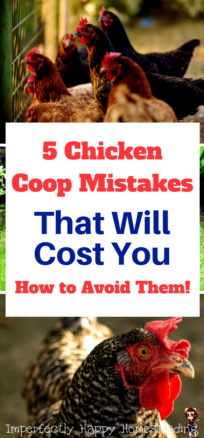 The backyard chicken house 5 mistakes that can cost you needed for