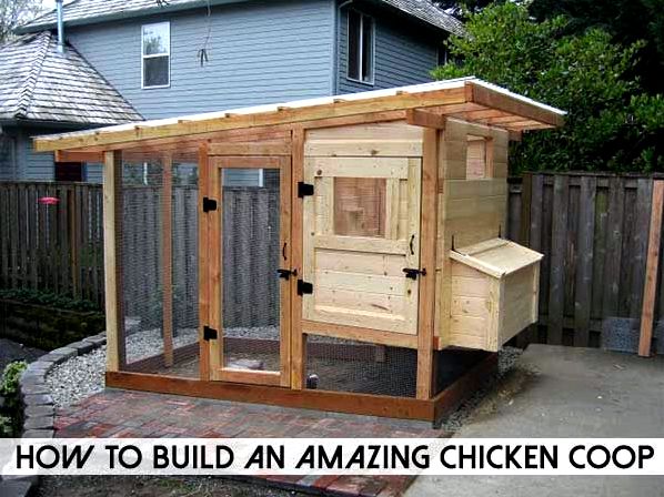 It's not necessary to become a carpenter to construct your personal chicken house and cut costs you believe