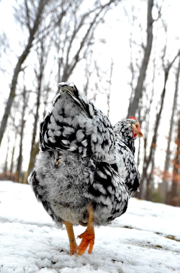 Chickens are easy to care for in the winter, they just require a few extra steps to be happy and healthy in cold weather.