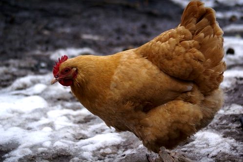 Chickens are easy to care for in the winter, they just require a few extra steps to be happy and healthy in cold weather.